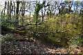 West Somerset : Woodland Path