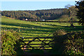 Minehead : Grassy Field & Gate