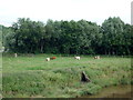 Grazing near the River Ribble