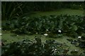 View of water lilies in the pond in York Gardens