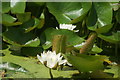 View of water lilies in the pond in York Gardens #2