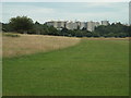 TQ2073 : Richmond Park by Malc McDonald