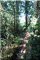 Footpath goes through the trees