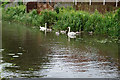 Swans and 5 cygnets on Erewash Canal