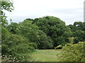 Woodland near Northwood Farm