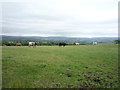 Grazing near Higham