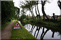 Tree cutting along the Erewash Canal