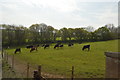 Cattle, Stoney Bridge