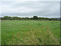 Grazing, Wheatlands