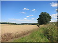 SU3466 : Field and Hedge beside Inkpen Road by Des Blenkinsopp