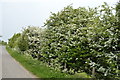 Hawthorn Blossom