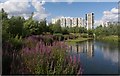 TQ3784 : Waterglades wetlands, East Village, Queen Elizabeth Olympic Park by Jim Osley