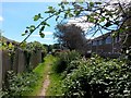 Muscliff: bramble overarching footpath K24