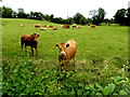 H5057 : Cattle, Lislea by Kenneth  Allen