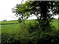 Trees and hedges, Tatnadaveny