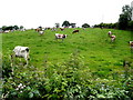 Cattle grazing on a hillside, Lislea