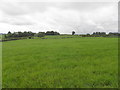H5057 : Grassland, Tatnadaveny by Kenneth  Allen