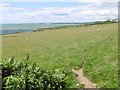 Ogmore-by-Sea, sheep grazing