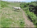 Ogmore-by-Sea, untidy sheep