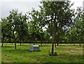 Orchard near Bishops Farm
