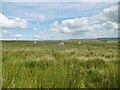 SN6608 : Mynydd y Gwair, sheep grazing by Mike Faherty