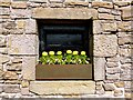 SD3201 : Floral display in stone wall by Norman Caesar