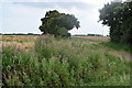 Roadside flowers and fields by Maldon Road