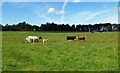 Grazing Land Near Symington