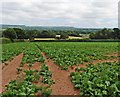 Arable crop at Peverstone Farm