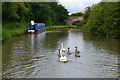 Swans on the Coventry Canal near Bedworth