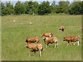 NY4529 : Young bulls in field at Flusco by Oliver Dixon