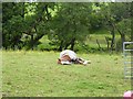 NY4732 : Horse in repose by Oliver Dixon