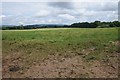 Field opposite Burton Court