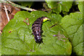 Female Glow Worm by Pilgrims Lane