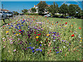 Wild Flowers on the Green, Sea  Road, East Preston, West Sussex