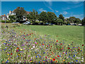 Wild Flowers on the Green, Sea  Road, East Preston, West Sussex