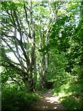SE3742 : Beech trees along the path, Hetchell Wood by Christine Johnstone