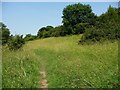 SE3742 : Limestone grassland in summer, Hetchell Wood by Christine Johnstone