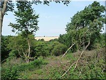 SE3742 : Fenced and cleared area, Hetchell Wood by Christine Johnstone