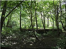 SE2037 : Calverley Wood by Stephen Craven