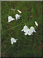 NY4319 : White harebells by Karl and Ali