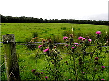 H4478 : Thistles, Knockmoyle by Kenneth  Allen
