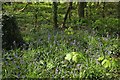 Bluebells, Backwell Hill