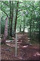 Footpath through Warley Gap