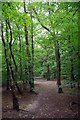 Path Through Larks Wood