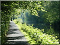 Tree lined towpath of the Union Canal