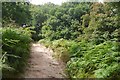 Path, The Cliffe