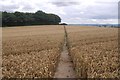 Wheat field, Valeswood