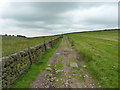 Drystone wall and a farm track