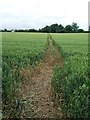 Footpath Through The Wheat